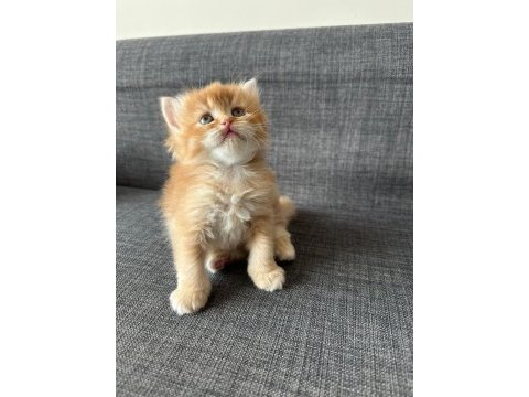 Sarı ve beyaz efsane güzellikteki yavru kedilerim