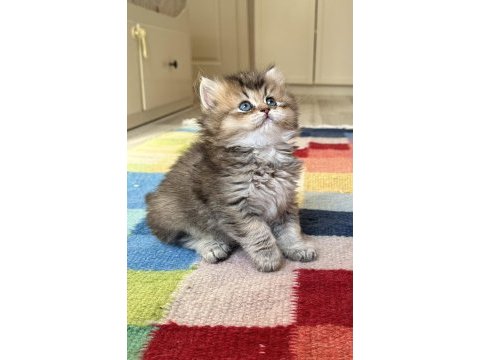 British longhair safkan erkek yavrular