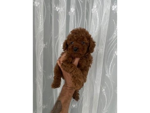 Kore erkek toy poodle bebekler