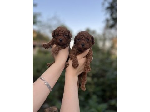Rezerve açık toy poodle bebekler
