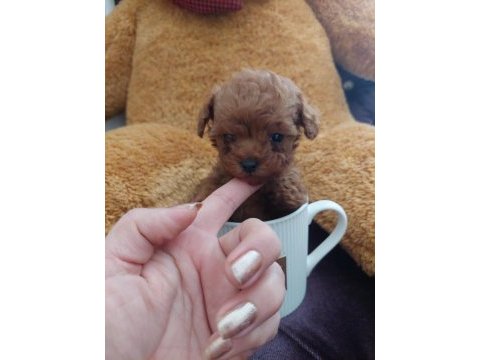 Sahiplendirilecek poodle