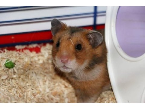 Kampanya hamster