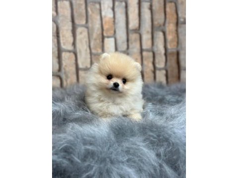 Küçük pomeranian yavrularımıza yuva