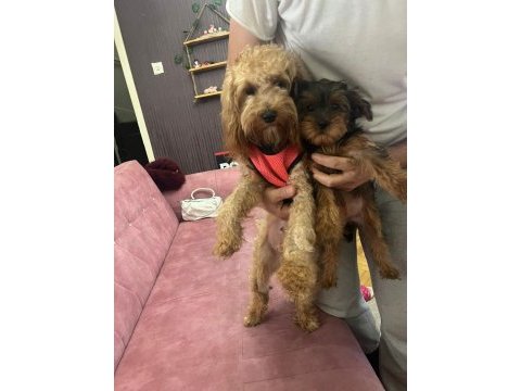 2.5 aylık toy poodle dişi