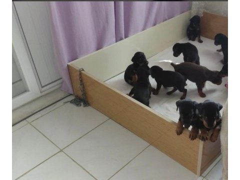 Doberman yavrular ırk sağlık garantili