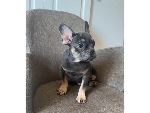 Ücretsiz french bulldog yavrularım