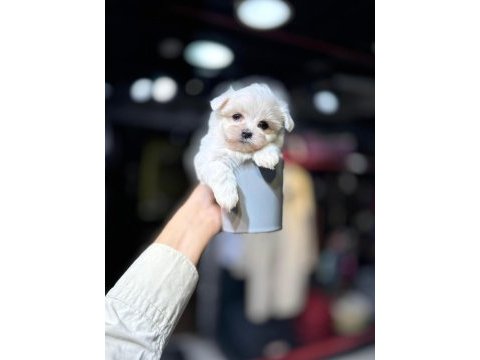 Teacup maltese