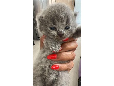 Yavru scottish fold