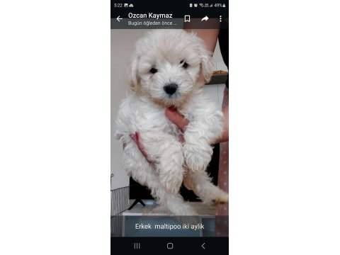 Maltipoo bebekler dişi erkek mevcud