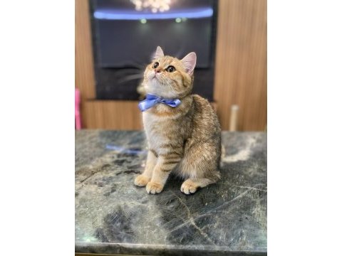 Golden british shorthair kızım