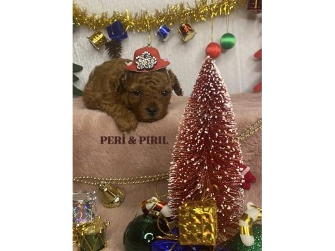 Kore poodle yavrularımız