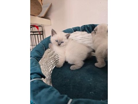 Scottish fold ve british shorthair blue point yavrular