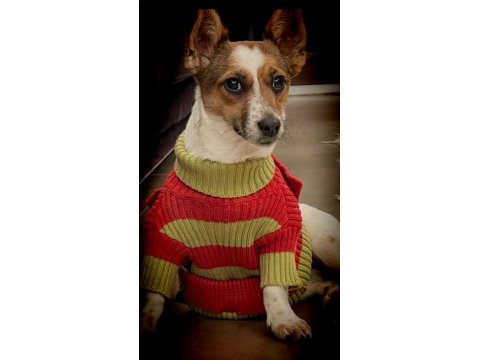Köpek ücretsiz jack russell cinsi köpek