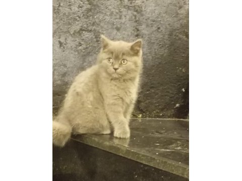 Orjinal 2 aylık iç dış parazitleri yapılmış kedimiz