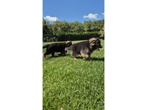 Secereli alman çoban köpeği yavruları