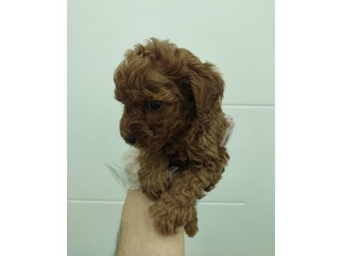 Red kore toy poodle bebekler