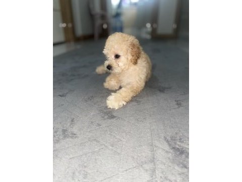 Maltipoo 3 aylik dişi