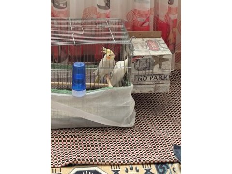 Çift sultan papağanı yumurtaya hazır
