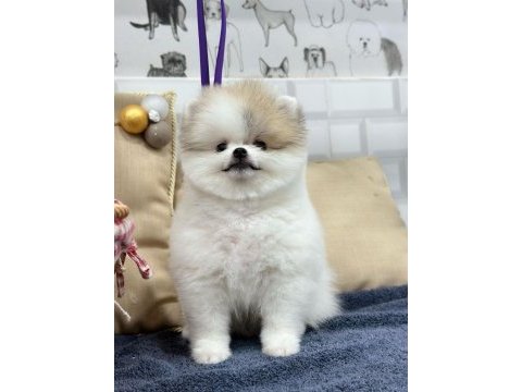 2 aylık dişi-erkek pomeranian boo yavrularımız