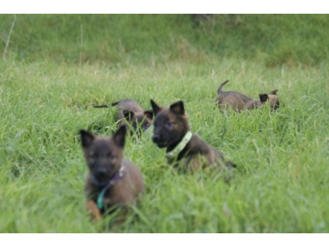 Mükemmel kan hattı ırk garantili şecereli malinois yavrular