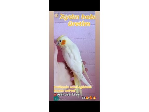 Full evcil eğitimli sultan papağanı bebekleri
