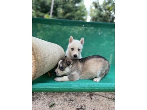 Sibirya kurdu (husky) yavrularımız