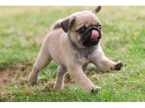 Safkan pug bebeklerim ev ortamı