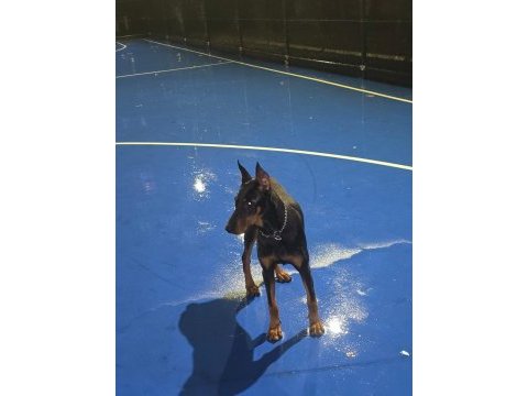 6 aylık doberman