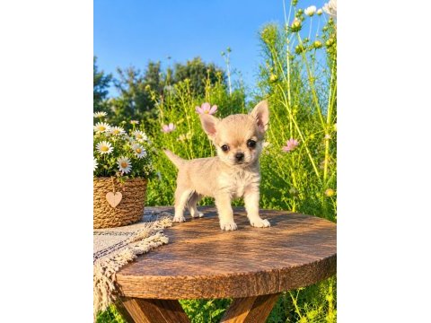 Mikro teacup boy xxsmall mükemmel erkek yavru şivava