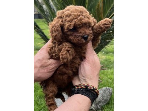 Toy poodle yavrularımız