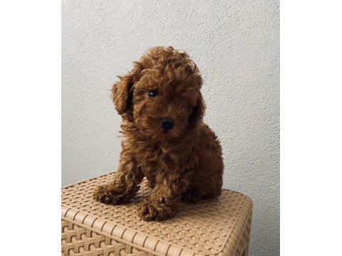 Red brown poodle yavrularim ev üretimi