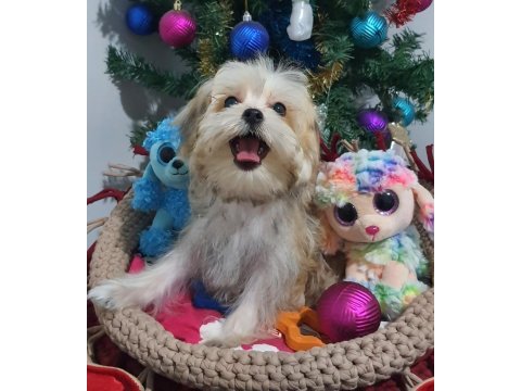 Kore kanı teacup morkie yavrularımız