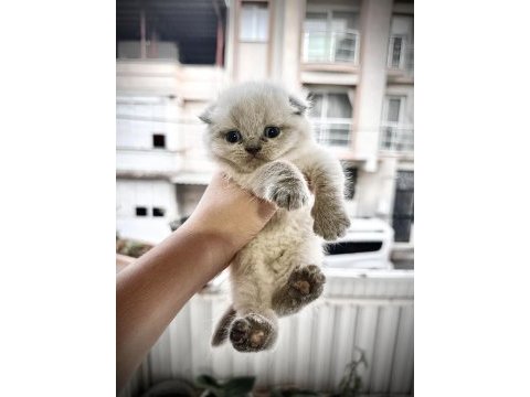 Scottish fold cinsi yavru kedilerim