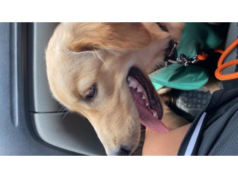 Orjinal golden retriever yavrusu