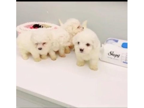 2 aylık maltipoo yavrularımız