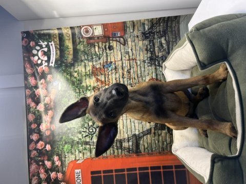 Belçika kurdu dişi yavrumuz @petclubadanaa