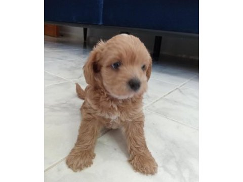 Dişi ve erkek mevcuttur maltipoo
