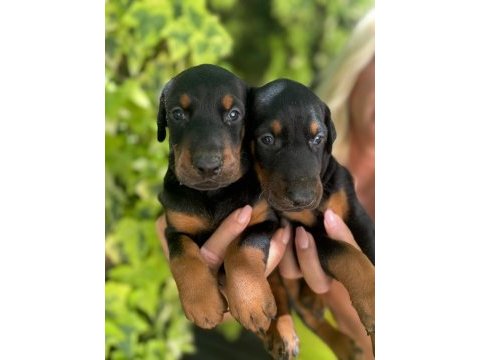 Doberman yavrularımız