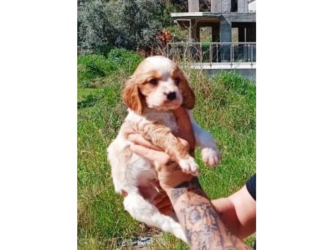 Orijinal 0 numara yavru cavalier king charlesler