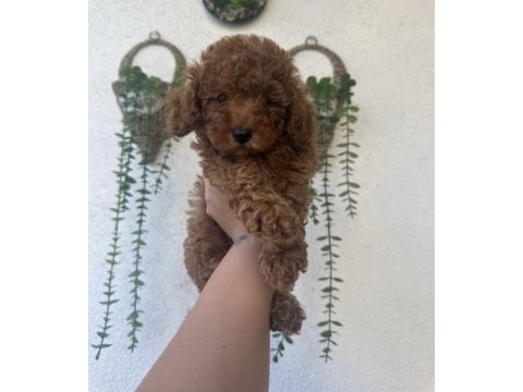 Toy poodle yavruları