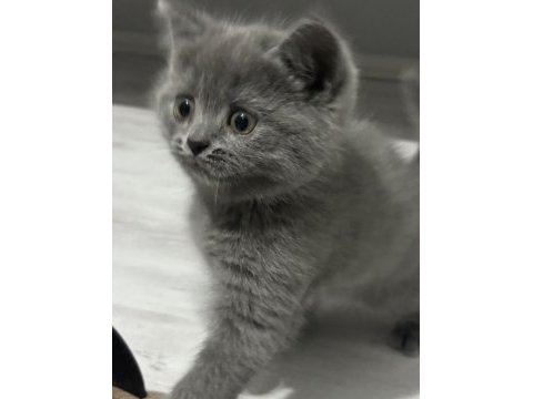 Dişi yavru british shorthair