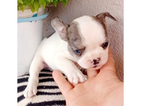 Oyuncu miniş bulldog