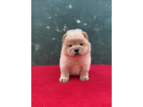 Chow chow yavrularımız yeni ailesini bekliyor