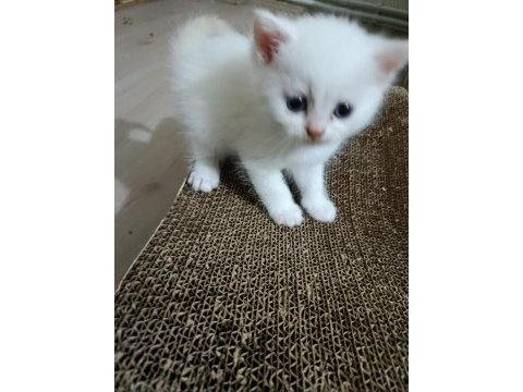 8 haziran doğumlu erkek british longhair