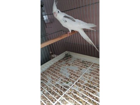 Yeni yeme düşmüş sultan papağanı bebekler