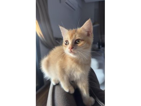 Golden ny12 british shorthair