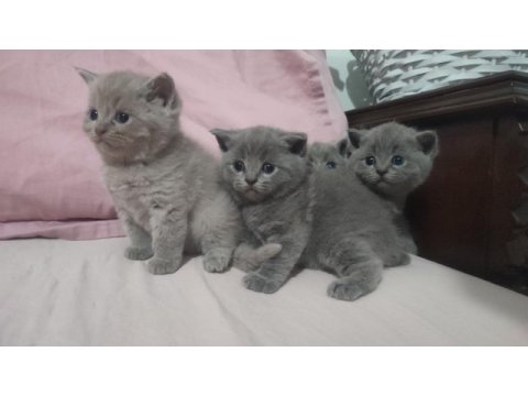 British shorthair yavrular