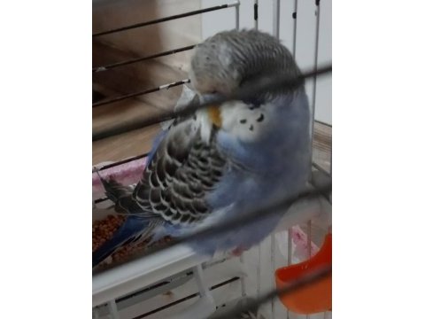 Jumbo muhabbet kuşu