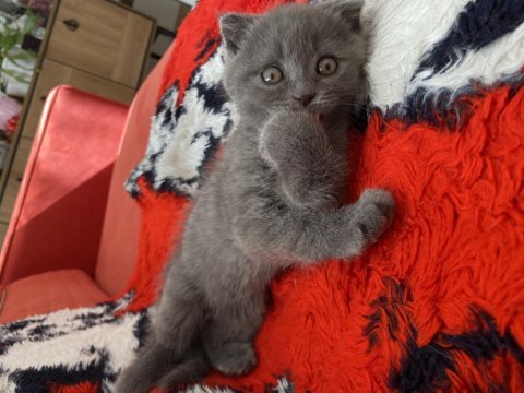 Yavru scottish fold