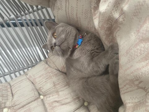 Güzeller güzeli british shorthair mia